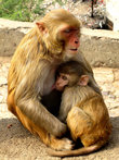 Один из многочисленных Monkey Temple. Много обезьян, совсем не агрессивны.