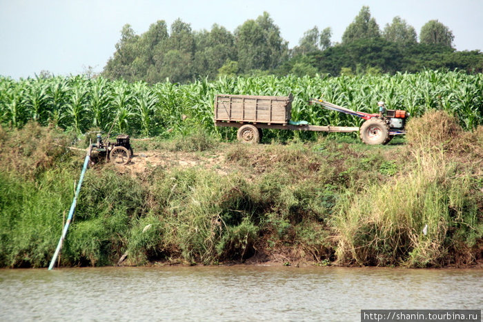 Кукурузное поле Дельта реки Меконг, Вьетнам
