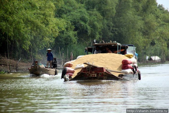 В разгаре сезон сбора урожая риса Дельта реки Меконг, Вьетнам