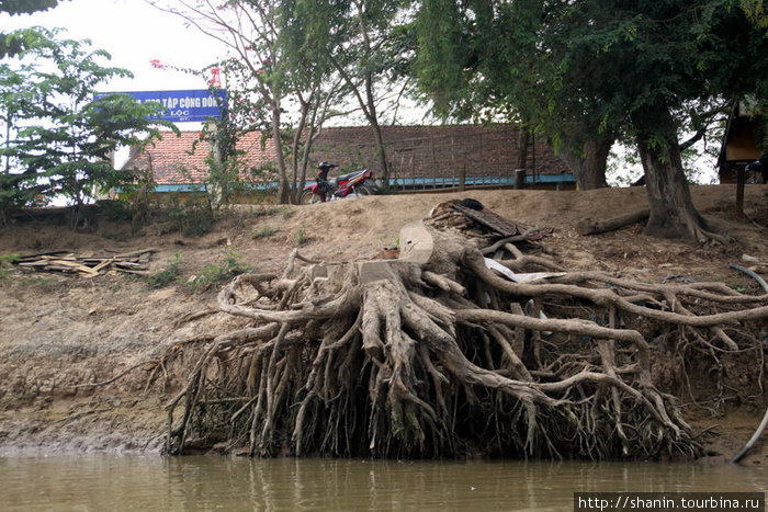 Корни подмыло рекой Дельта реки Меконг, Вьетнам