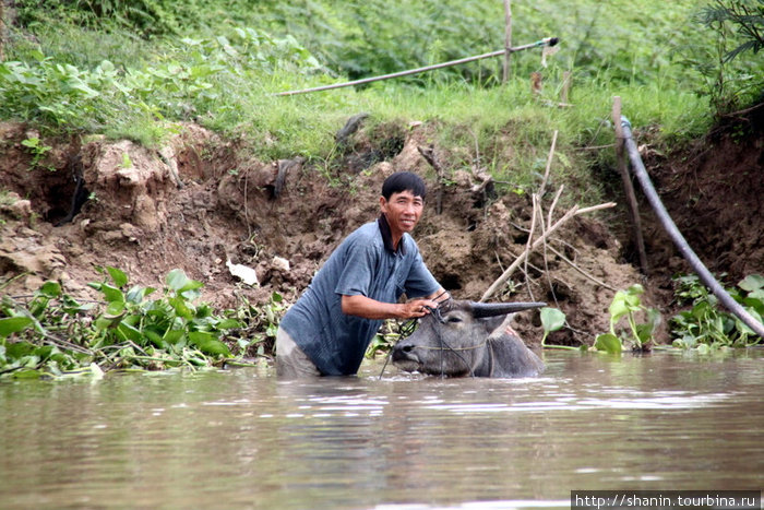 Гигиена превыше всего — даже для скота! Дельта реки Меконг, Вьетнам