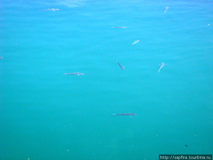 акулы Кашкайш, Португалия