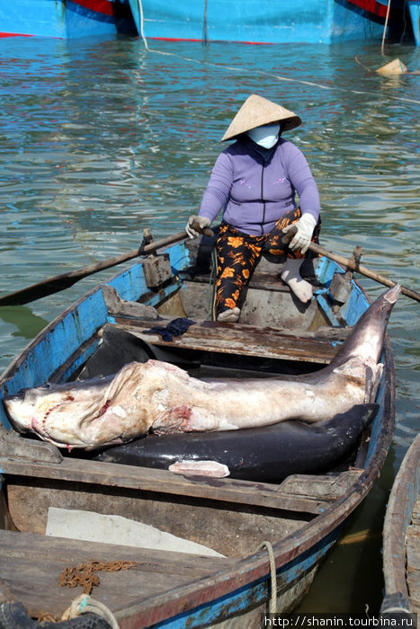 Акула в лодке Нячанг, Вьетнам