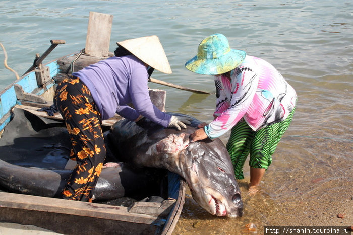 Женщины с акулой Нячанг, Вьетнам