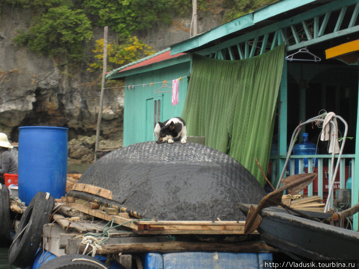 В плавучих домах еще и собаки живут! Халонг бухта, Вьетнам