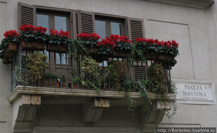 Даже в декабре в Риме кругом — цветы... Рим, Италия