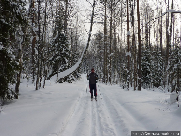 В лесу на лыжах. Выборг, Россия