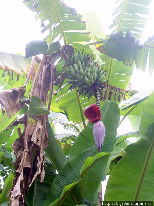 Банановое цветение Уганда
