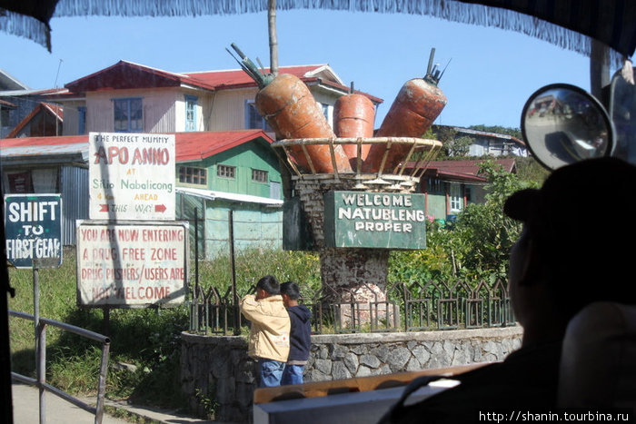 Гигантская морковка — памятник труженикам села Сагада, Филиппины