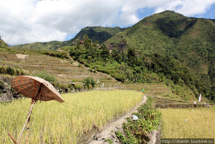 Зонтик и делянка спелого риса Банауэ Рисовые Террасы, Филиппины