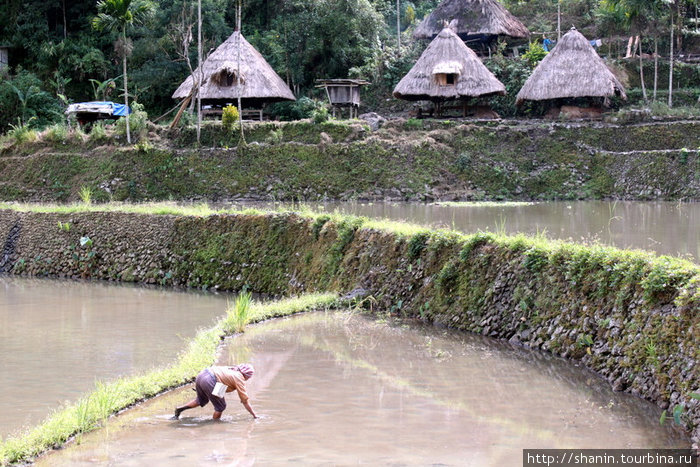 Работа на рисовом поле Банауэ Рисовые Террасы, Филиппины