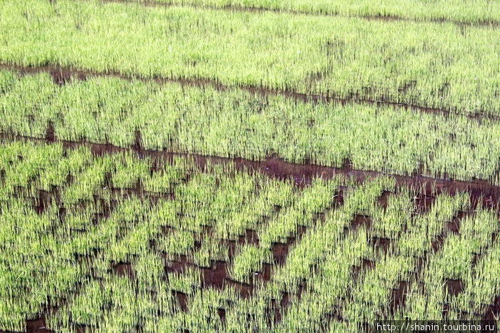 Зеленеющие побеги риса Банауэ Рисовые Террасы, Филиппины