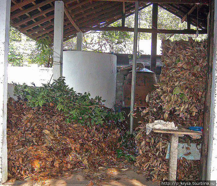 На шахте работал аппарат для отжимки эфирных масел из коричных листьев Шри-Ланка