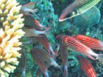Рыбье собрание рыб Саргоцентрон-диадема. Относится к рыбам-белкам