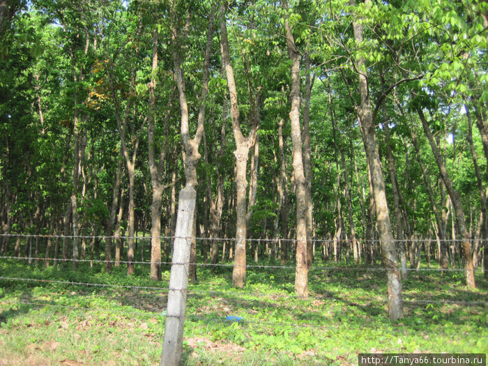 Роща каучуковых деревьев Шри-Ланка