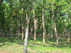 Роща каучуковых деревьев