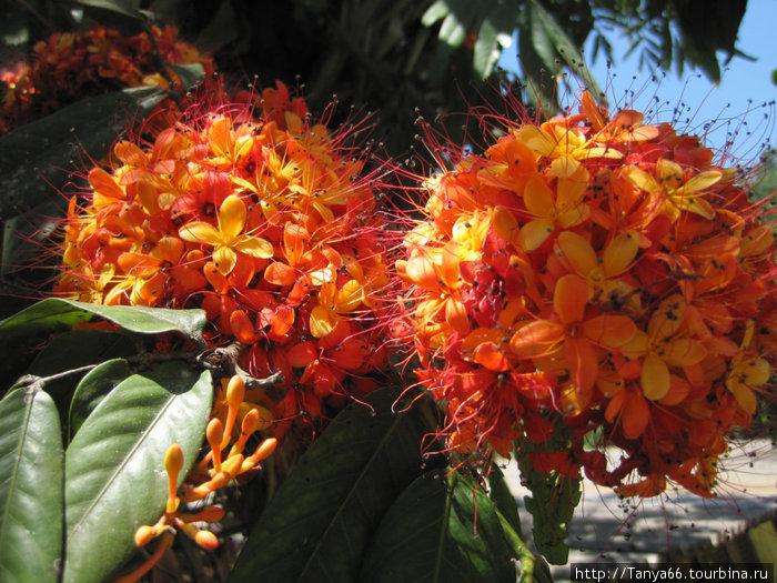Растения шри ланки. Цветы Шри Ланки. Цветы на Шри Ланке.
