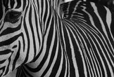 одна из моих любимых фотографий, сделанных в Африке,
называется черно-белая судьба