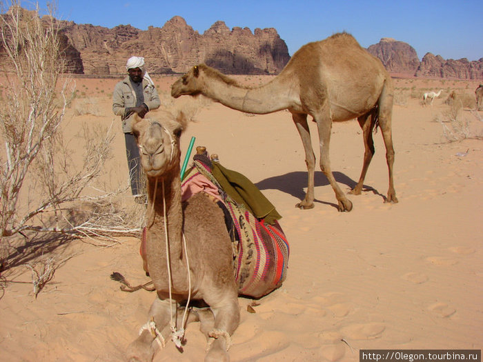 На верблюдах автостопом не получилось, только за отдельную плату... Иордания