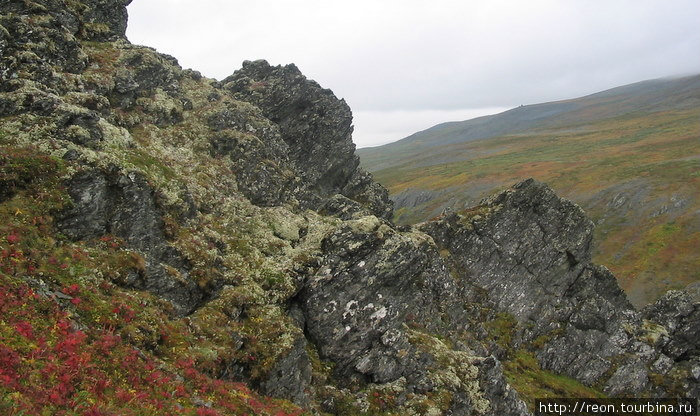 Ягеля на скалах огромное количество, благодаря чему они издалека приобретают салатово-зеленый цвет Ямало-Ненецкий автономный округ, Россия