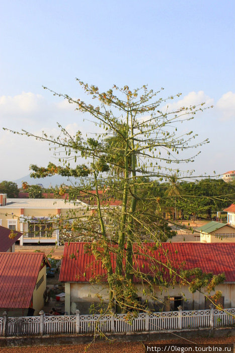 Странные плоды у дерева, растущем в самом центре города Кампот, похожие на огурцы- такие в кампот не кладут Кампот, Камбоджа