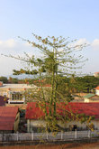 Странные плоды у дерева, растущем в самом центре города Кампот, похожие на огурцы- такие в кампот не кладут