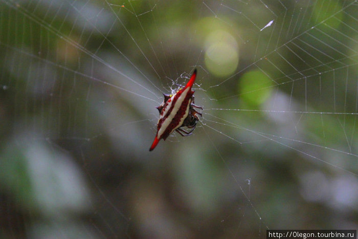 А это, между прочим, очень ядовитый паук! Кампот, Камбоджа