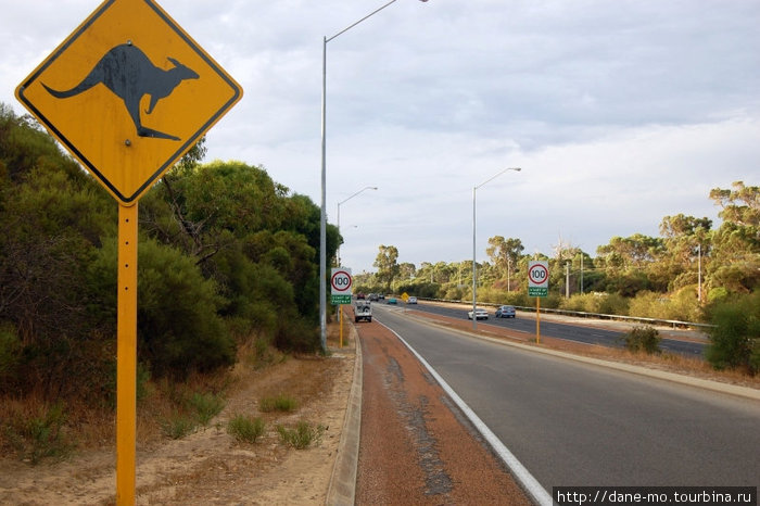 Осторожно, кенгуру Перт, Австралия