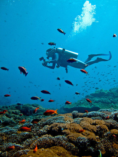 Дайвинг агентство на Бали и Лембонгане / Diving Agency in Bali and Lembongan