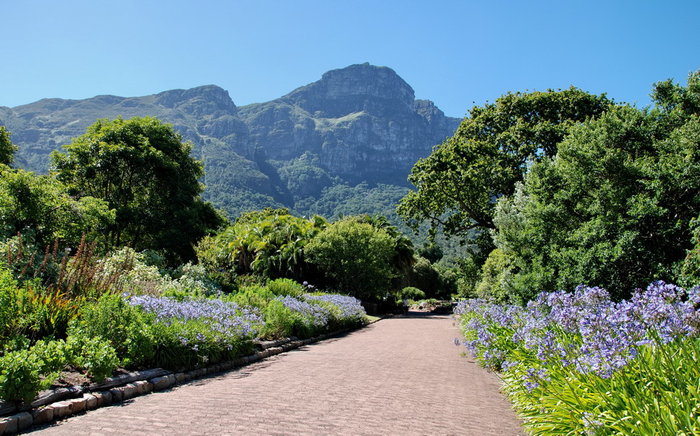 Райские ботанические сады Кирстенбош Кейптаун, ЮАР