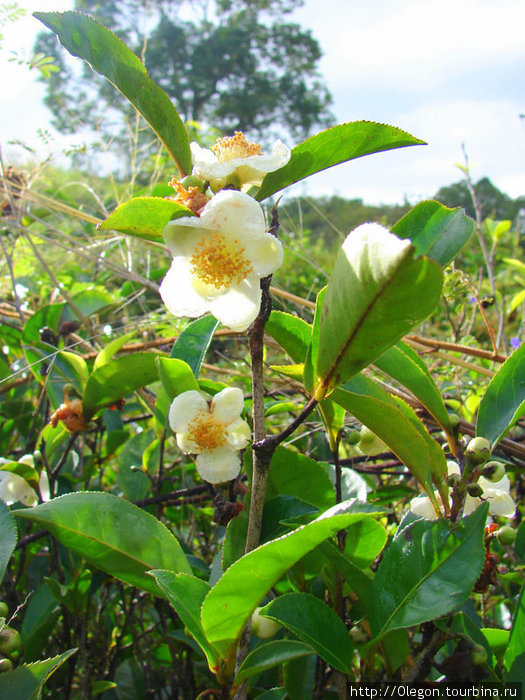 Так цветёт чай Шри-Ланка