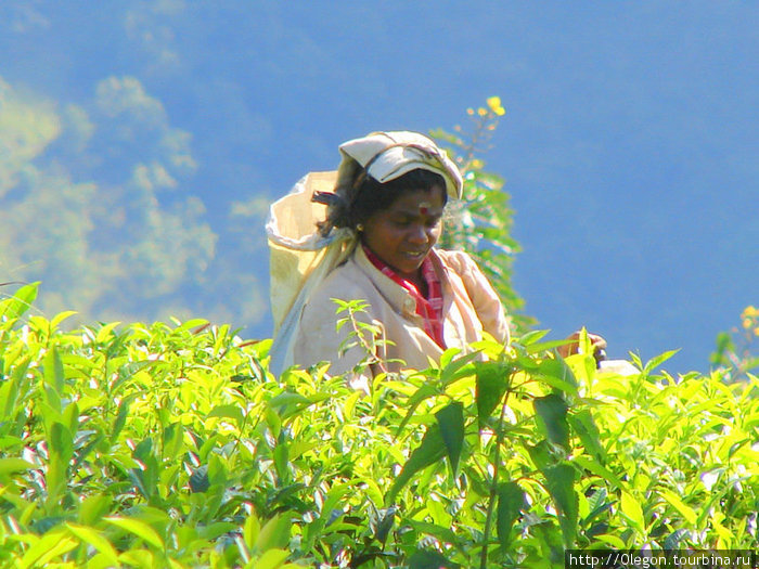 Чаесборщики появились на Шри-Ланке, так же как и сам чай, из Индии Шри-Ланка