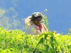 Чаесборщики появились на Шри-Ланке, так же как и сам чай, из Индии