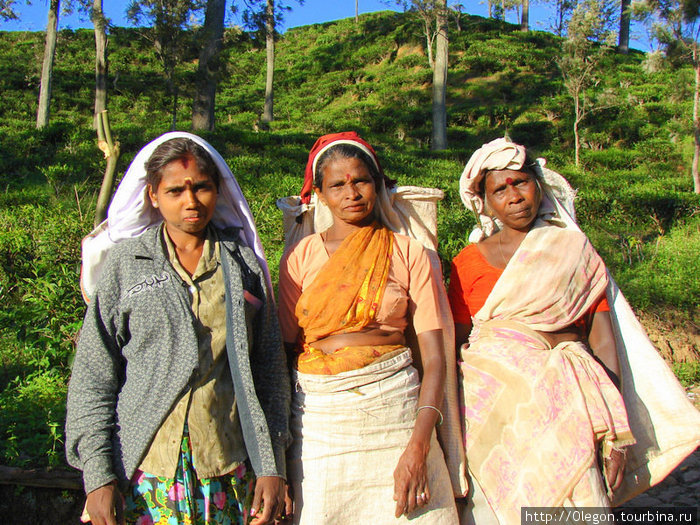 Мы местные красавицы, а чай нам уже ночами снится Шри-Ланка