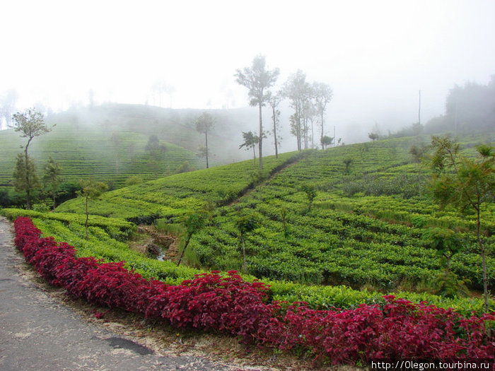 Кусты чая высаженны очень аккуратно Шри-Ланка