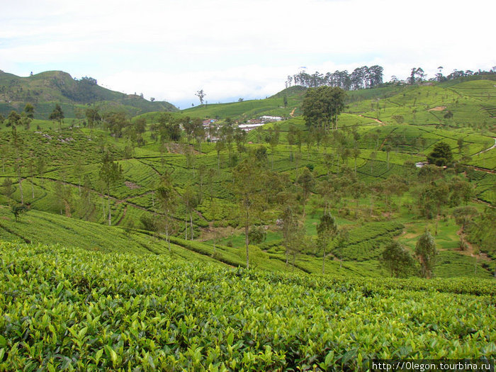 Красивый, чайный ландшафт Шри-Ланка