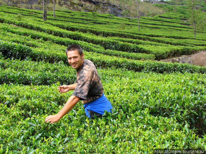 Сегодня попью свежего чая Шри-Ланка