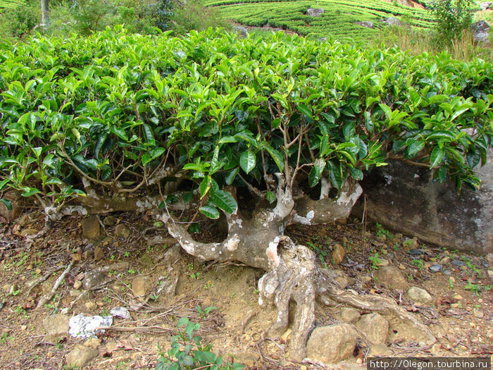 Куст высококачественного чая Шри-Ланка