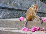 Нарву цветов и подарю букет, той обезьянке, которую люблю
