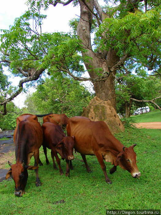 Коровы и термиты тоже не домашние, гуляют сами по себе Дамбулла, Шри-Ланка