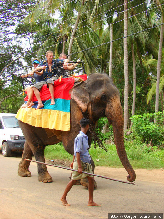 Верхом на слонах Дамбулла, Шри-Ланка
