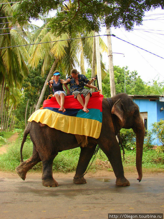 Слонов диких реже увидете, в основном домашние Шри-Ланка