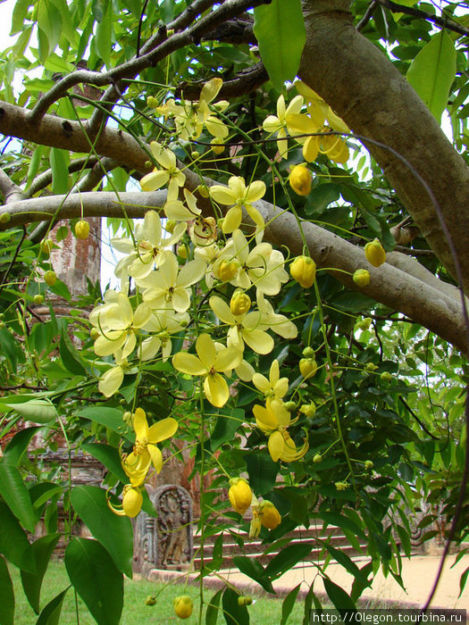 Цветы шри ланки. Шри Ланка растения. Растения Шри Ланки. Растительность Шри Ланки.