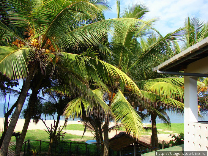 Вид с отеля на пальмы и океан Негомбо, Шри-Ланка