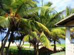 Вид с отеля на пальмы и океан