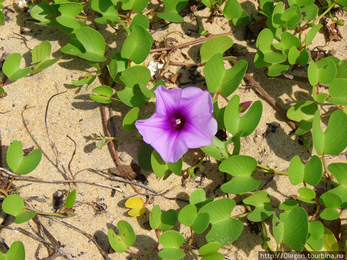 Белый песок пляжа местами украшают такие цветы Негомбо, Шри-Ланка