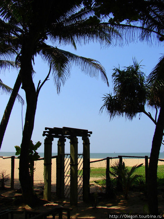 Под пальмами ходите осторожно- падают кокосы Негомбо, Шри-Ланка