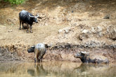 Водные буйволы