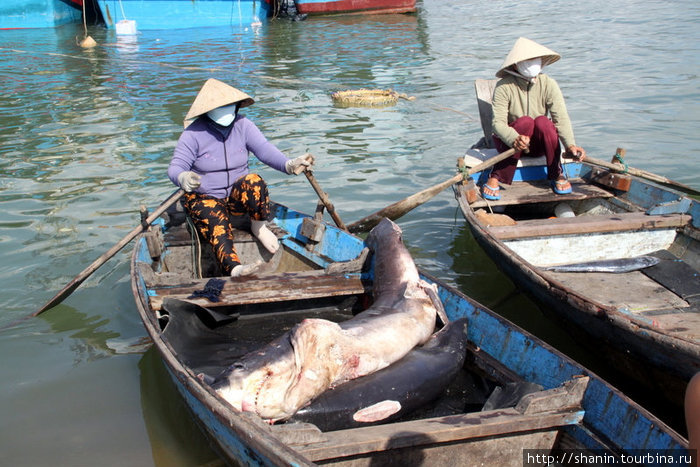 Свежую рыбу привезли на берег, включая и гигантскую акулу Нячанг, Вьетнам