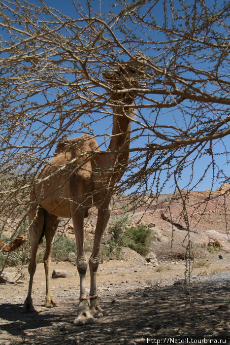 Верблюды — как собаки в России, кстати, собак в Омане держат только европейцы Маскат, Оман